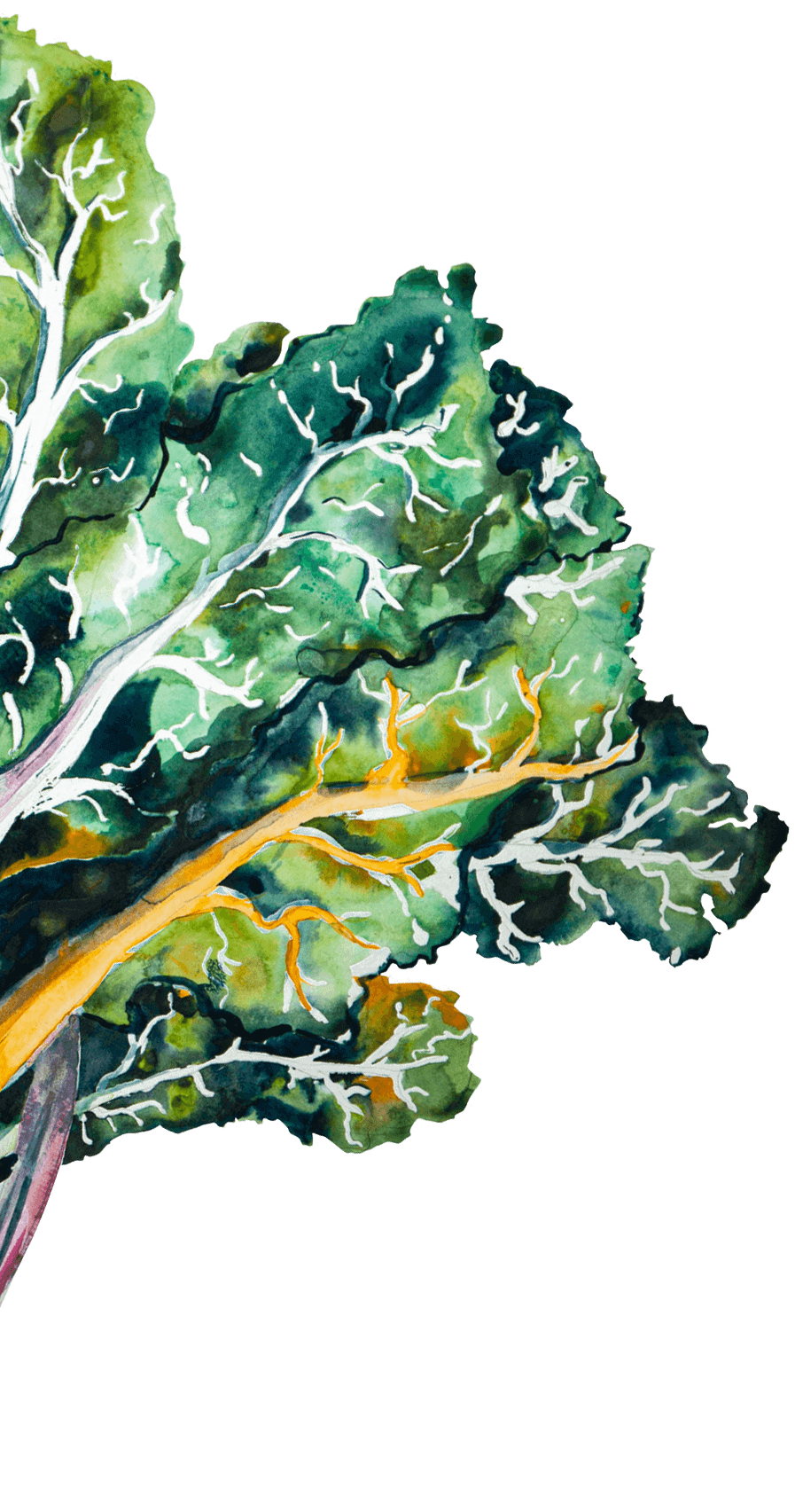 A saturated watercolor painting of lettuce peaking out of the left side.