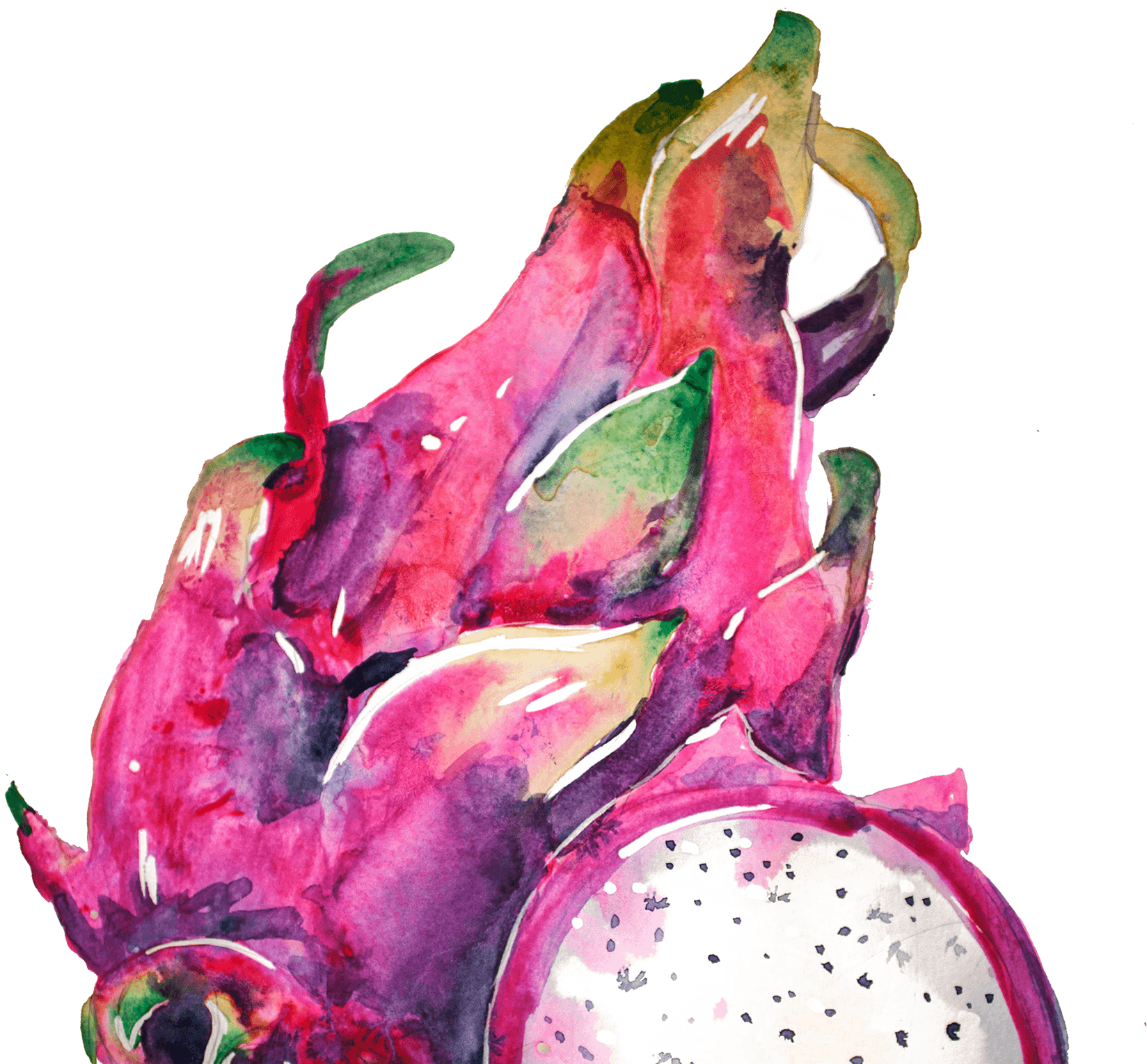 A vibrant pink and purple dragon fruit watercolor drawing.