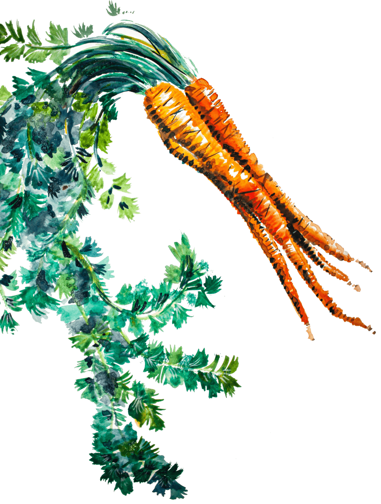 Carrot illustration with long stem of greens coming down the page.