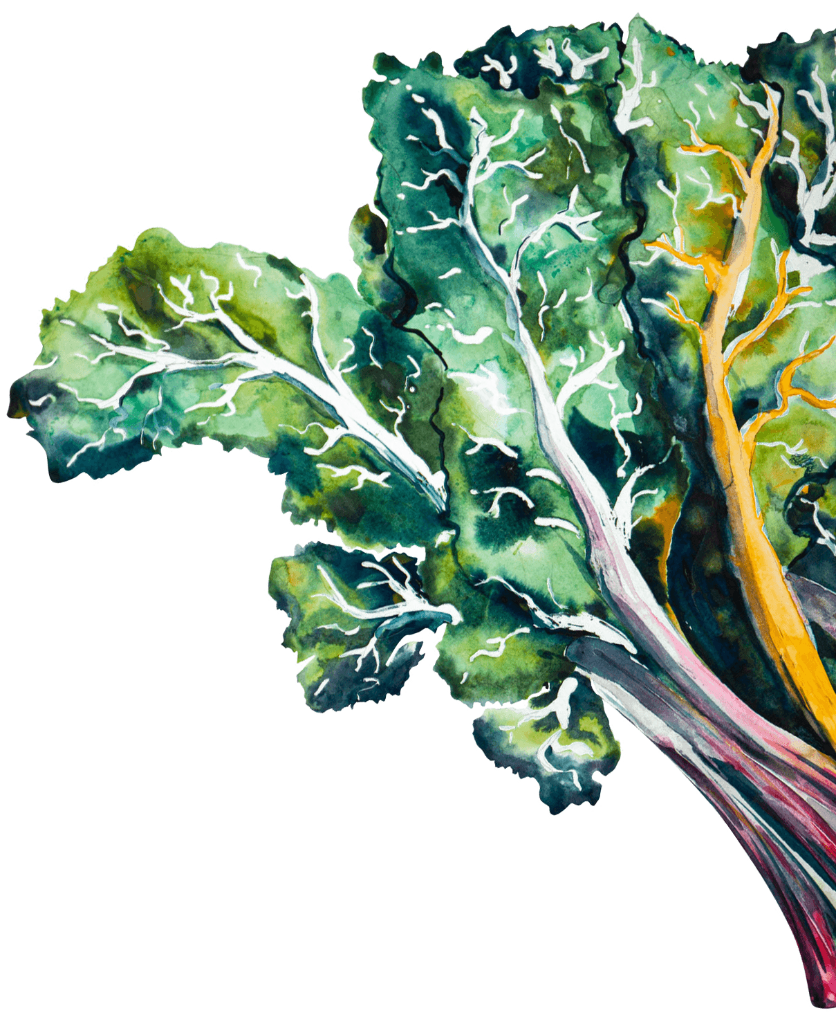 A saturated watercolor painting of lettuce peaking of the right side.